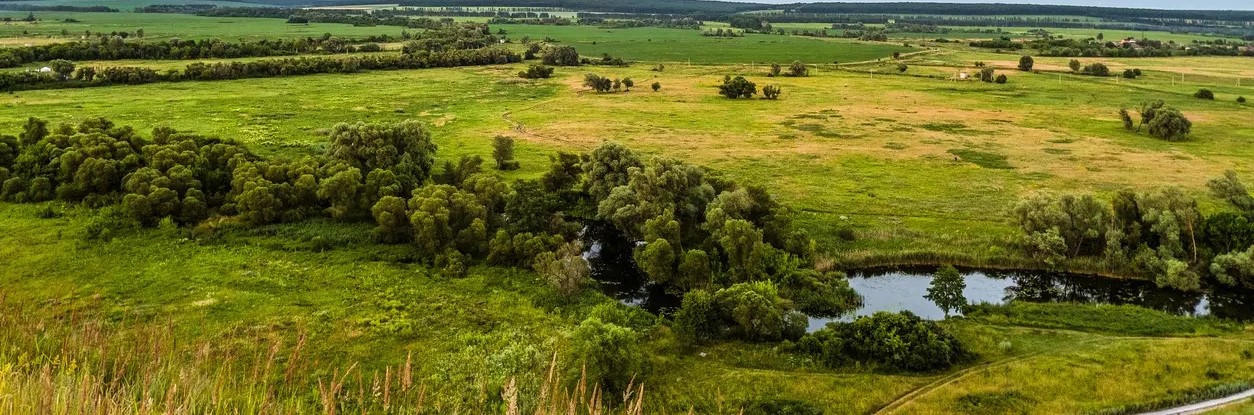 Wild Landscape